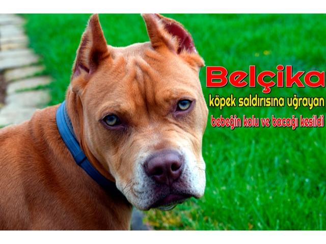 Belçika'da köpek saldırısına uğrayan bebeğin kolu ve bacağı kesildi