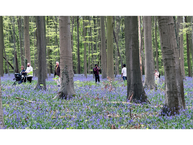 Hallerbos Ormanı'nda çan çiçekleri hayran bırakıyor