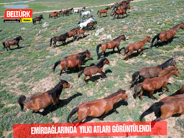 Emir Dağları'ndaki yılkı atları dronla görüntülendi