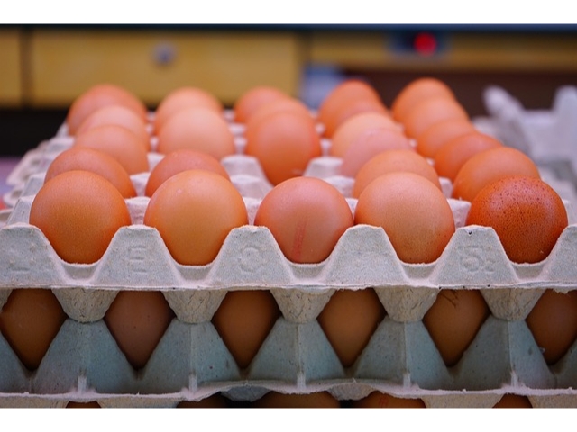 Belçika'da Yumurta Fiyatları Rekor Seviyeye Ulaştı