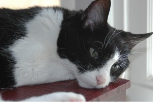 Belçika'da kaybolan İngiliz kedi Munch, mikroçipi sayesinde 4 ay sonra bulundu